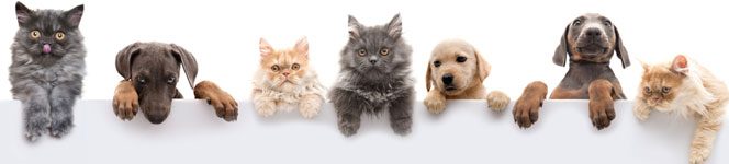 Banner-productos-para-mascotas